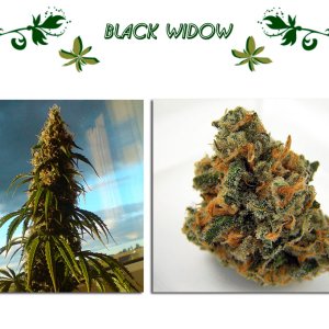 Black Widow