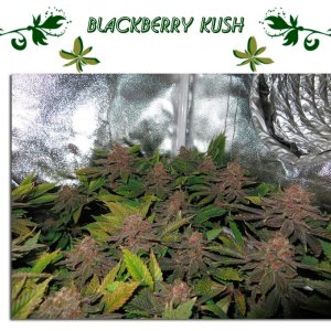 Blackberry Kush