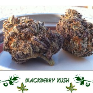 Blackberry Kush сорт