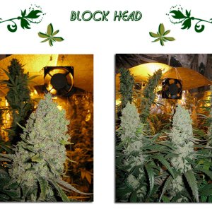 Block Head