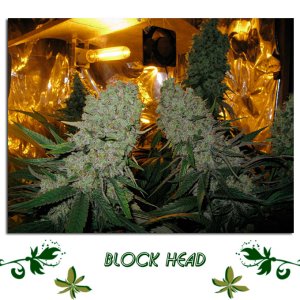 Block Head сорт