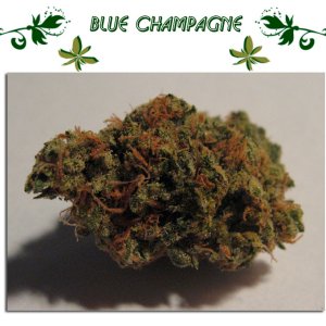 Blue Champagne