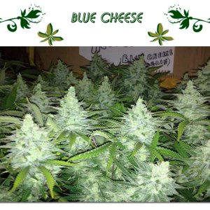 Blue Cheese