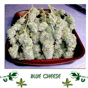 Blue Cheese сорт