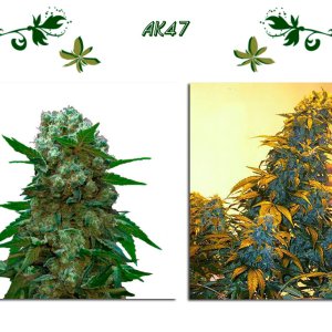 АК47