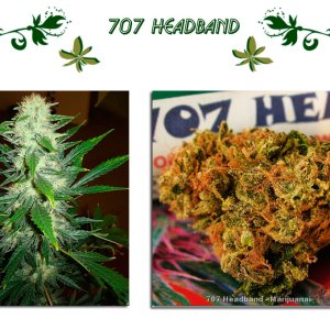 707 HEADBAND