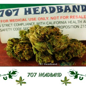 707 HEADBAND сорт