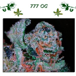777 ОG