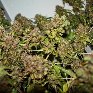 11нд ц 25