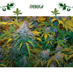 Nebula