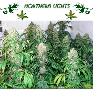 northern lights