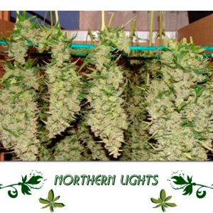 Northern Lights сорт