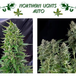 Northern Lights Auto