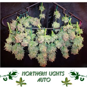 Northern Lights Auto сорт