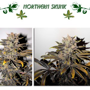 Northern Skunk