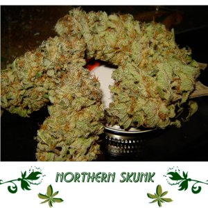 Northern Skunk сорт