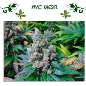 NYC Diesel