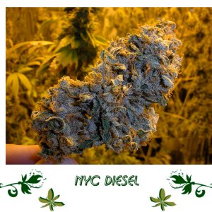 NYC Diesel сорт