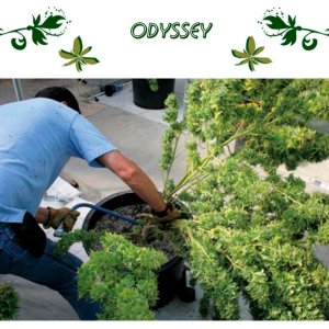 Odyssey