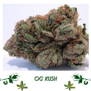 OG Kush сорт