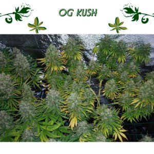 Og kush