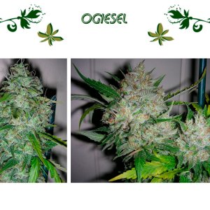 OGiesel