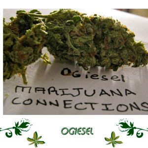 OGiesel сорт