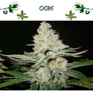 Ogre