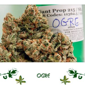 Ogre сорт