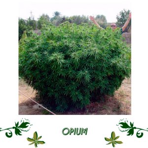 OPIUM