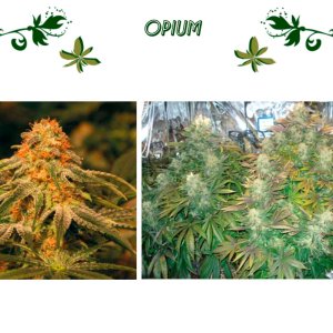 OPIUM сорт