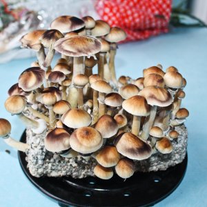 Харвест ч2 43