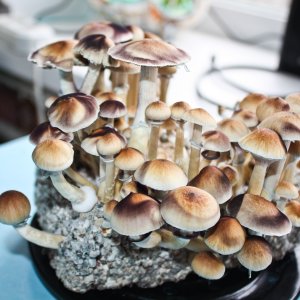 Харвест ч2 45