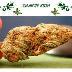 Orange Kush