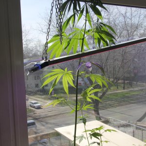 60 Day Lemon