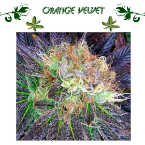 Orange Velvet