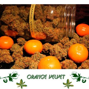 Orange Velvet1