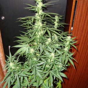 сноу 38