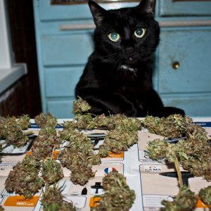 хв св 4