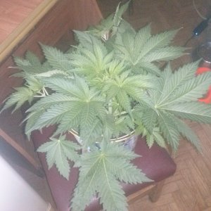 CAM02966