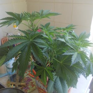 DSCN5973
