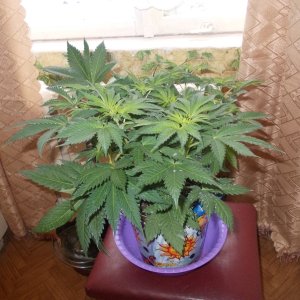 DSCN5963