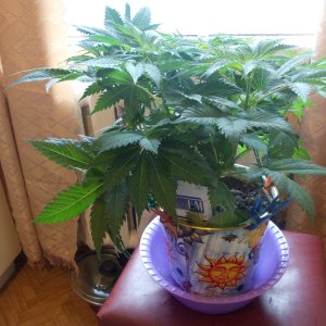 DSCN5969