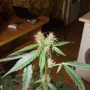DSCN5963 (2)