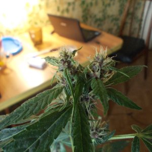 DSCN5971 (2)