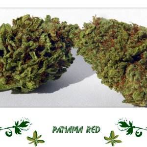 Panama Red сорт