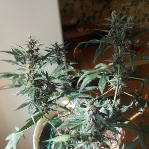 DSCN5968