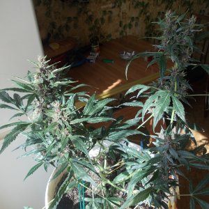 DSCN5970