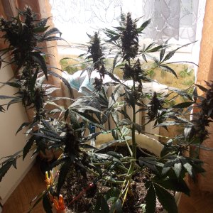 DSCN5973