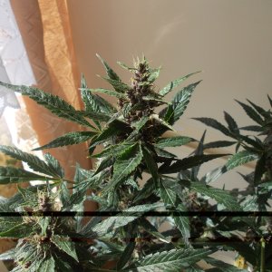 DSCN5975